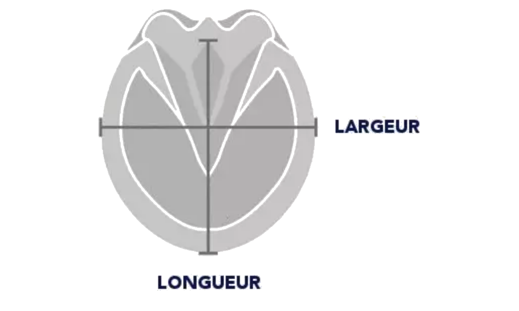 Schéma de la prise de mesure d'un sabot de cheval : largeur et longueur
