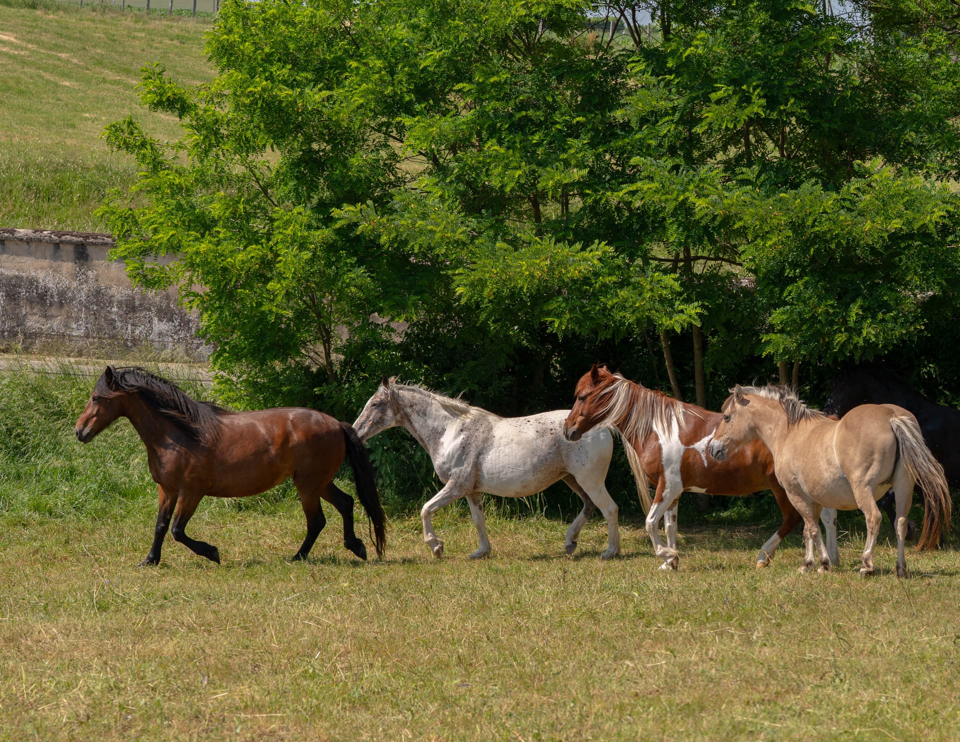 Troupeau de chevaux se déplaçant ensemble dans un pré