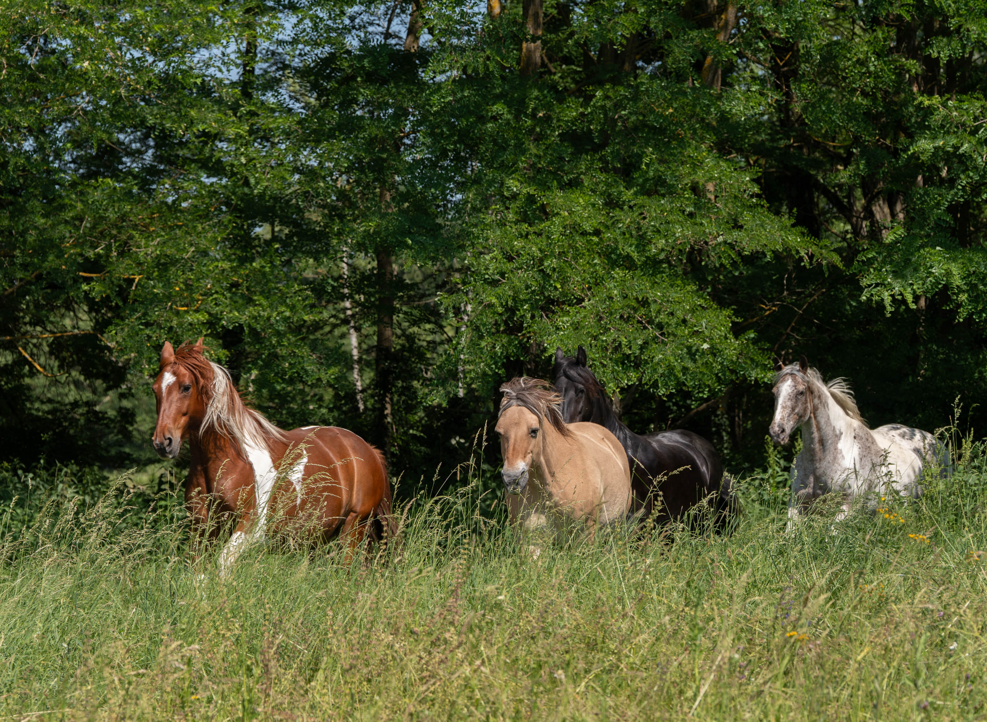 Chevaux au pré dans les hautes herbes
