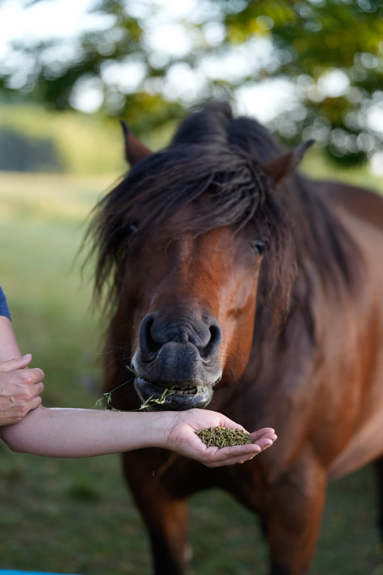 Cheval mangeant des granulés dans la main
