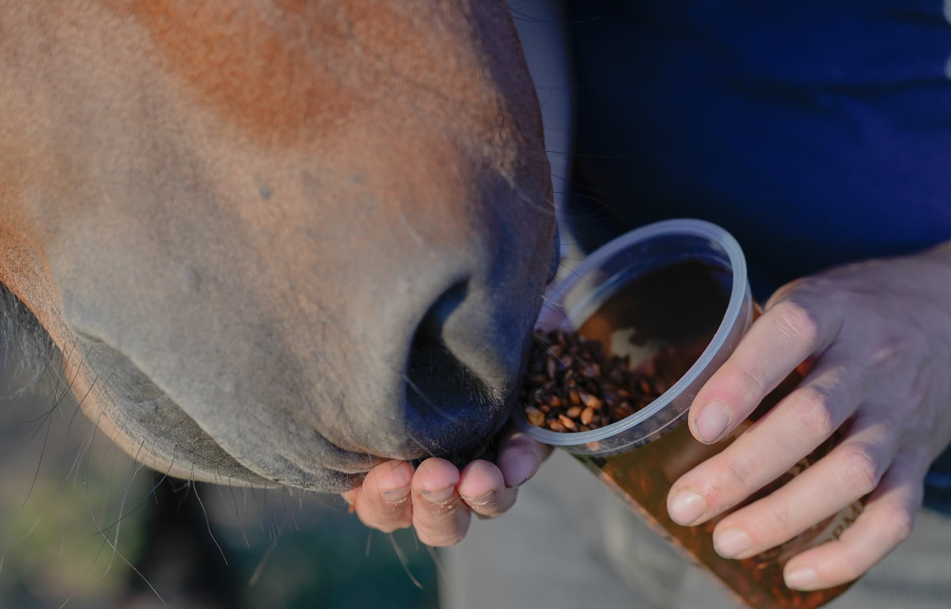 Cheval mangeant sa ration dans un pot