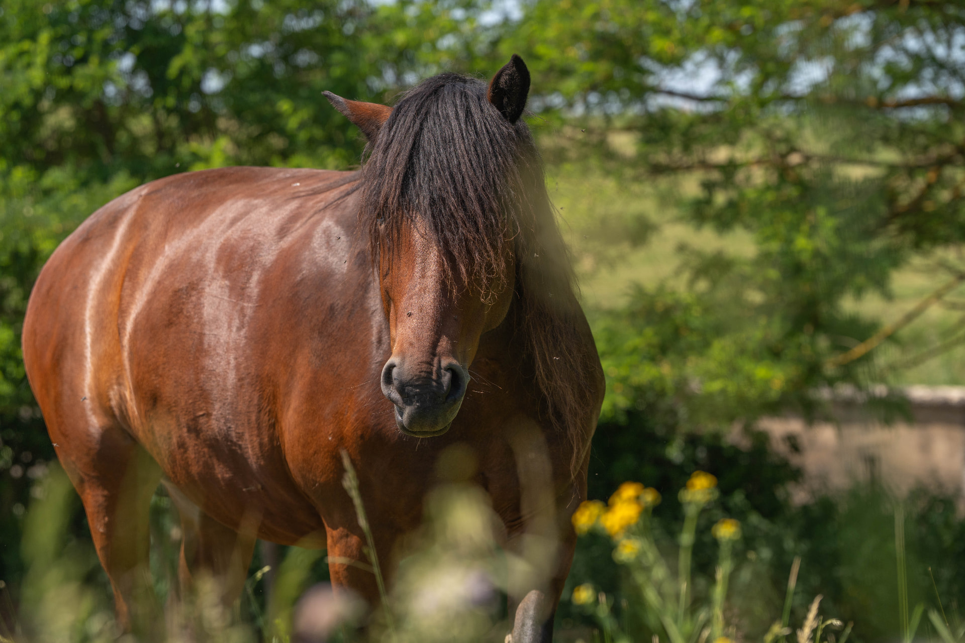 Cheval bai attentif au pré